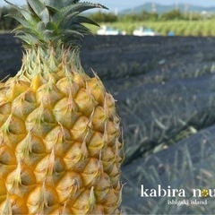 石垣島　パイナップル発送作業の画像
