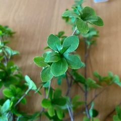 人工植物5本の画像