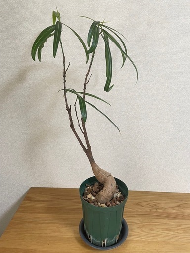 ボトルツリー – LIVE リブ 観葉植物のサブスクレンタル