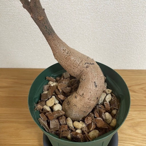 観葉植物ボトルツリー (hiromi) 川崎の家庭用品《ガーデニング