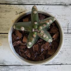 🌵サボテン🔴🐌裏側に食べ後あり🔴🌵植物🌵の画像