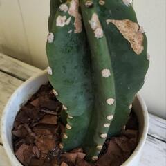 🌵サボテン🔴🐌裏側に食べ後あり🔴🌵植物🌵の画像