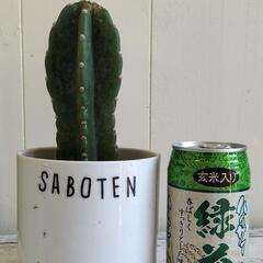 🌵サボテン🔴🐌裏側に食べ後あり🔴🌵植物🌵の画像