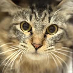 《お話進んでます》高い声で鳴いて甘えてくる　１歳男の子　長毛キジトラ - 猫