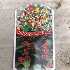 クリスマスホーリーの画像