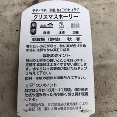 クリスマスホーリーの画像