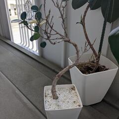 GW限定値下げ！！
5月6日まで！！観葉植物　パンダガジュマル