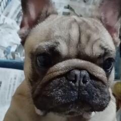 【繁殖引退犬】フレブル4歳女の子