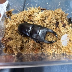 国産オオクワガタ佐賀県千代田77ミリペアの販売/クワガタ工房 虫吉