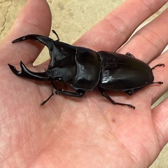 オオクワガタの画像