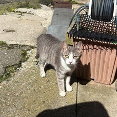 グレーの毛並みが綺麗な野良猫ちゃん - 男鹿市