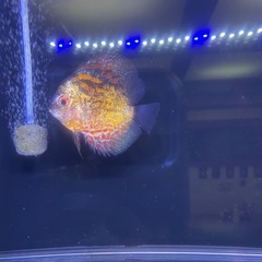 （値下げしました）
ディスカス