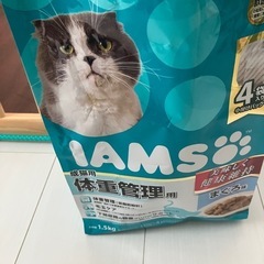 アイムス 猫