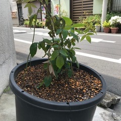 鉢入りのつる薔薇　　