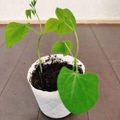 四角豆　二苗　野菜苗　ポットごと　グリーンカーテンの画像