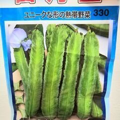 四角豆　二苗　野菜苗　ポットごと　グリーンカーテンの画像