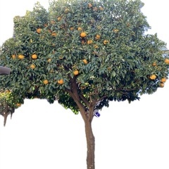 完全無農薬 家庭菜園 甘夏20個の画像