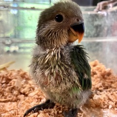 【有償里親様募集/終了】コザクラインコ
