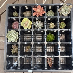 多肉植物 25種類セットの画像