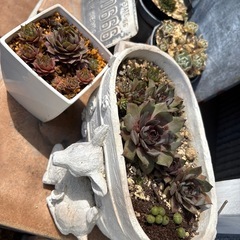 多肉植物 25種類セットの画像
