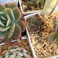 多肉植物 25種類セットの画像