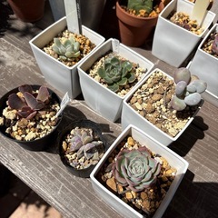 多肉植物 25種類セットの画像