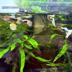 【熱帯魚】ドイツイエローサンセットグッピー　1匹:300円　1ペア：500円　3ペア：1,000円　の画像