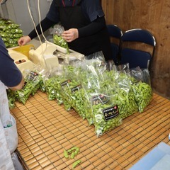 だだちゃ豆の選別作業お手伝いさん募集！の画像