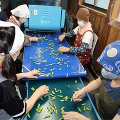 だだちゃ豆の選別作業お手伝いさん募集！の画像