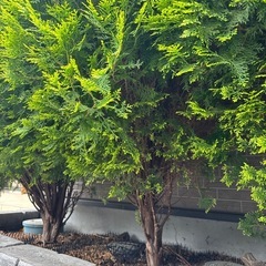 コニファー　コノテヒバ　植木　3本の画像