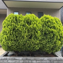 コニファー　コノテヒバ　植木　3本の画像