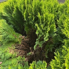 コニファー　コノテヒバ　植木　3本の画像
