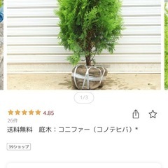コニファー　コノテヒバ　植木　3本の画像