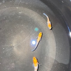 メダカ　いろいろミックス❗️おまけあり❗️
の画像
