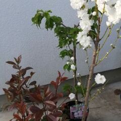 植木を植える　絵画取り外し
