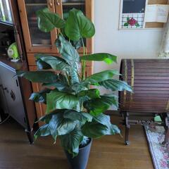 フェイクグリーン人工観葉植物