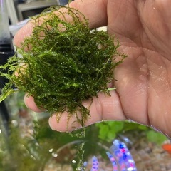 モス　/水草
