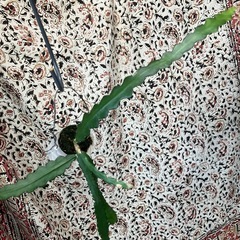 ジグザグサボテン　セレニケレウス・アントニヤヌス　その2の画像