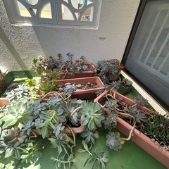 【お取引き中】　 多肉植物　植物　観葉植物 プランター　植木鉢　...