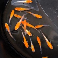 極上💐高級SUPER三色.体外光ひかりラメ魚メダカ👀【.有精卵=...