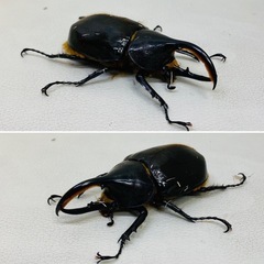 ヘラクレスリッキー 92㍉ オス単品　新成虫