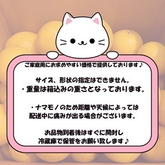 熊本県産　河内晩柑（ジューシーオレンジ）10kg　家庭用の画像