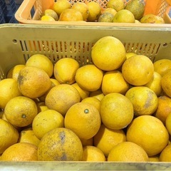熊本県産　河内晩柑（ジューシーオレンジ）10kg　家庭用の画像