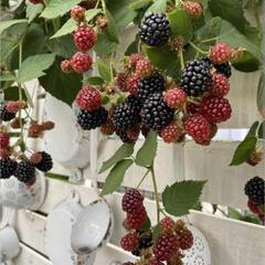 ブラックベリー　トゲなしポット苗