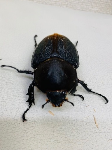 ヘラクレスオオカブト 76.1㍉ メス単品 新成虫 (Az) 吉野町の