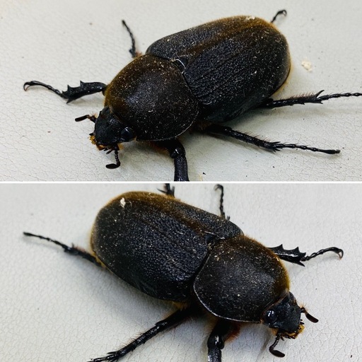 ヘラクレスオオカブト 69.2㍉ メス単品 新成虫 (Az) 吉野町の