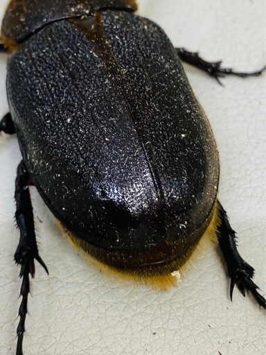 ヘラクレスオオカブト 69.2㍉ メス単品 新成虫 (Az) 吉野町の