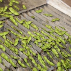 【夏限定】だだちゃ豆の“出荷準備”バイト！の画像
