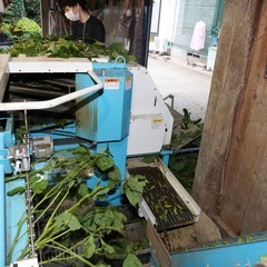 【夏限定】だだちゃ豆の“出荷準備”バイト！の画像