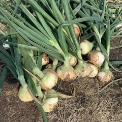 新玉ねぎ10kg  2000円　5kg 1000円　某激安…